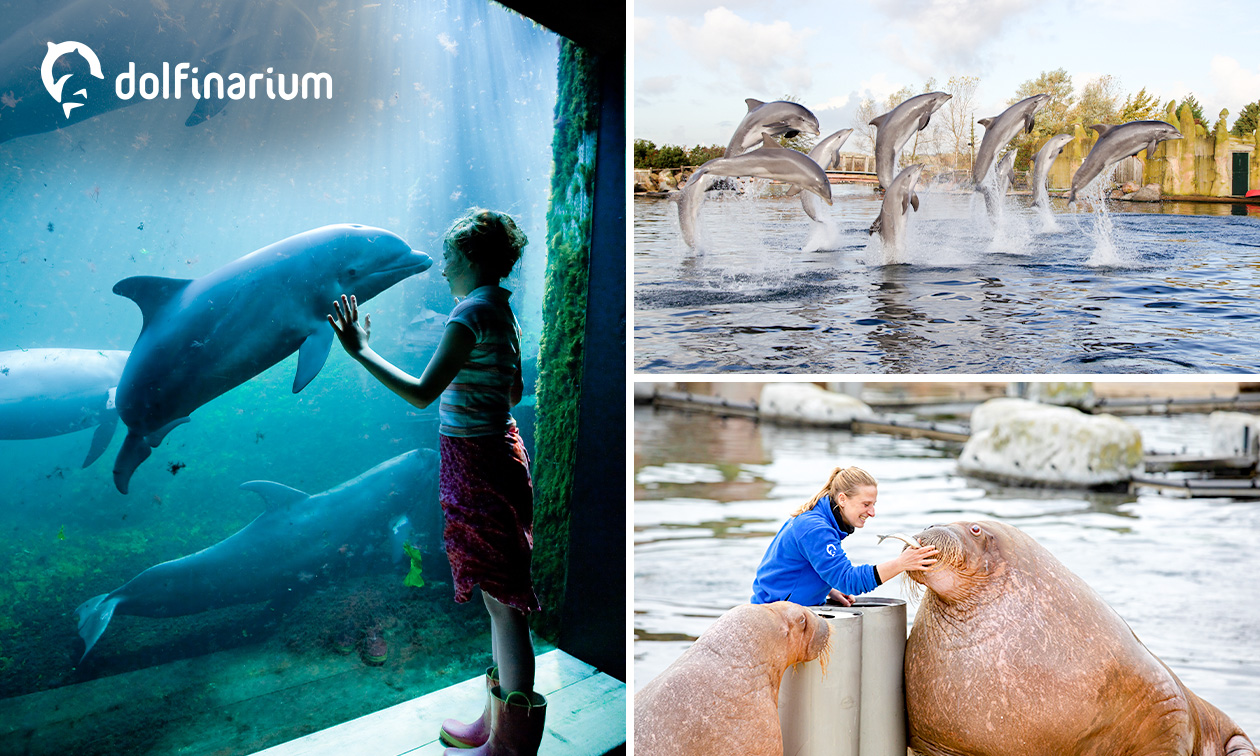 Dolfinarium